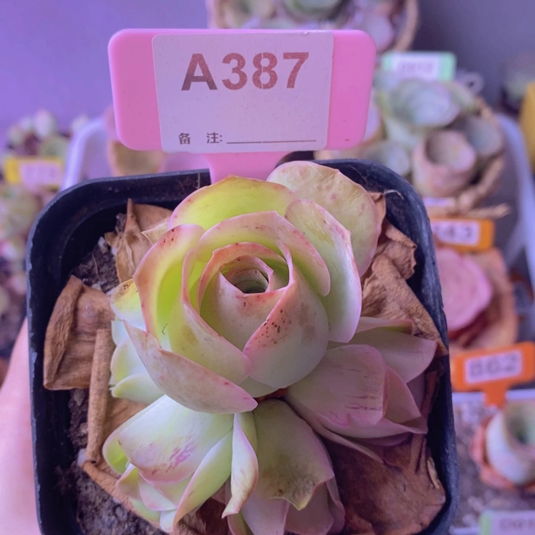 山地玫瑰一物一拍A387