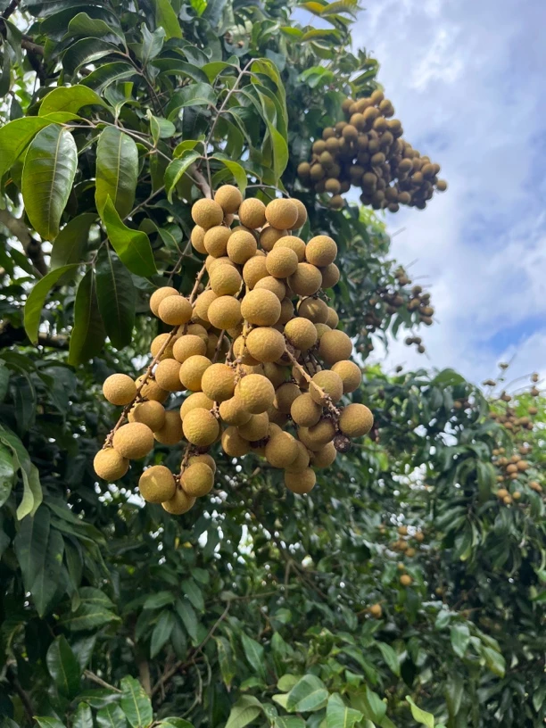 【广东内的拍3-5斤净果】高州储良龙眼，中果龙眼干，顺丰包邮