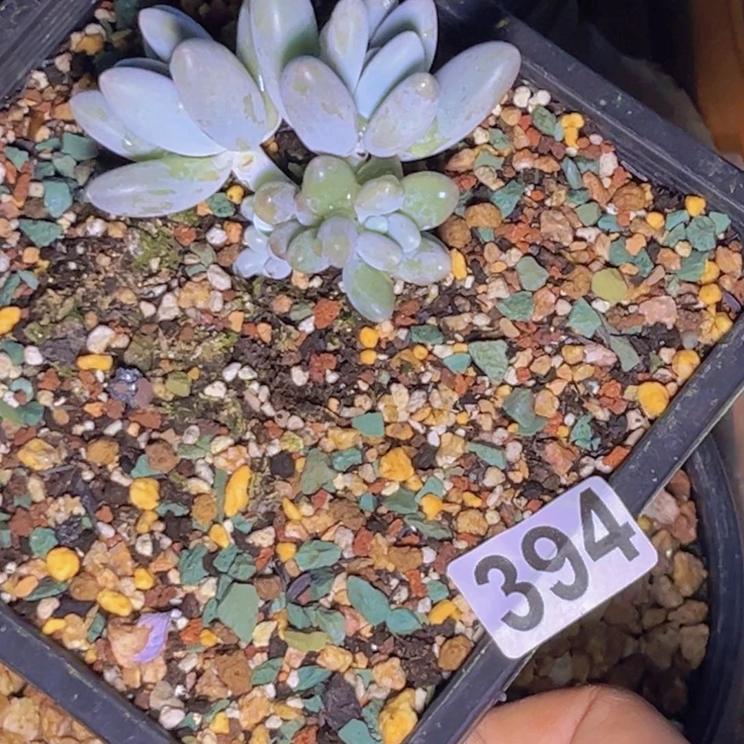 喧多肉植物大叶橙龙394