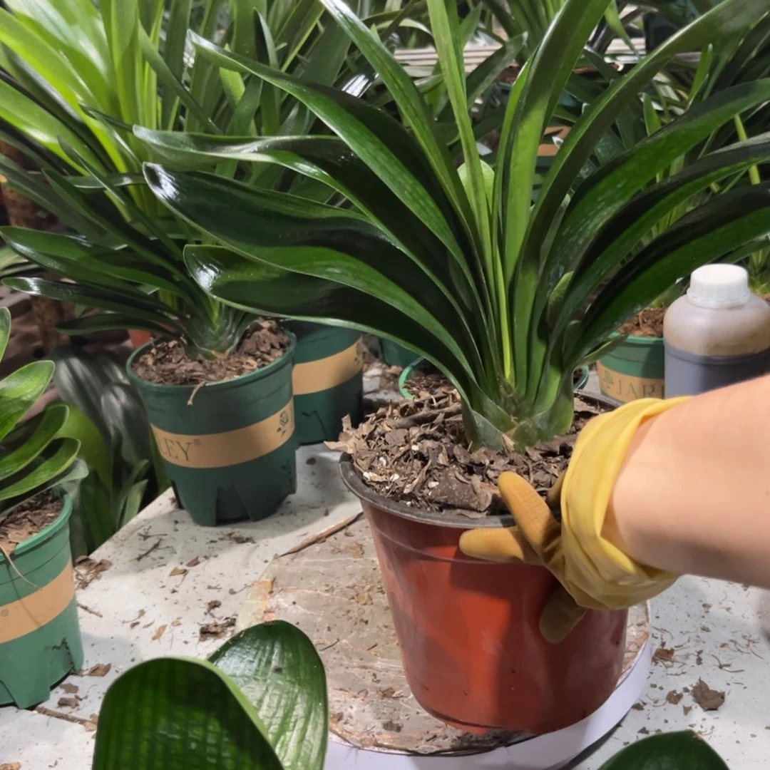 当前无花栽培后可以开花