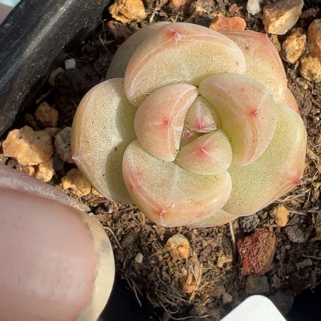 小卡拉米糖心一物一拍8-59