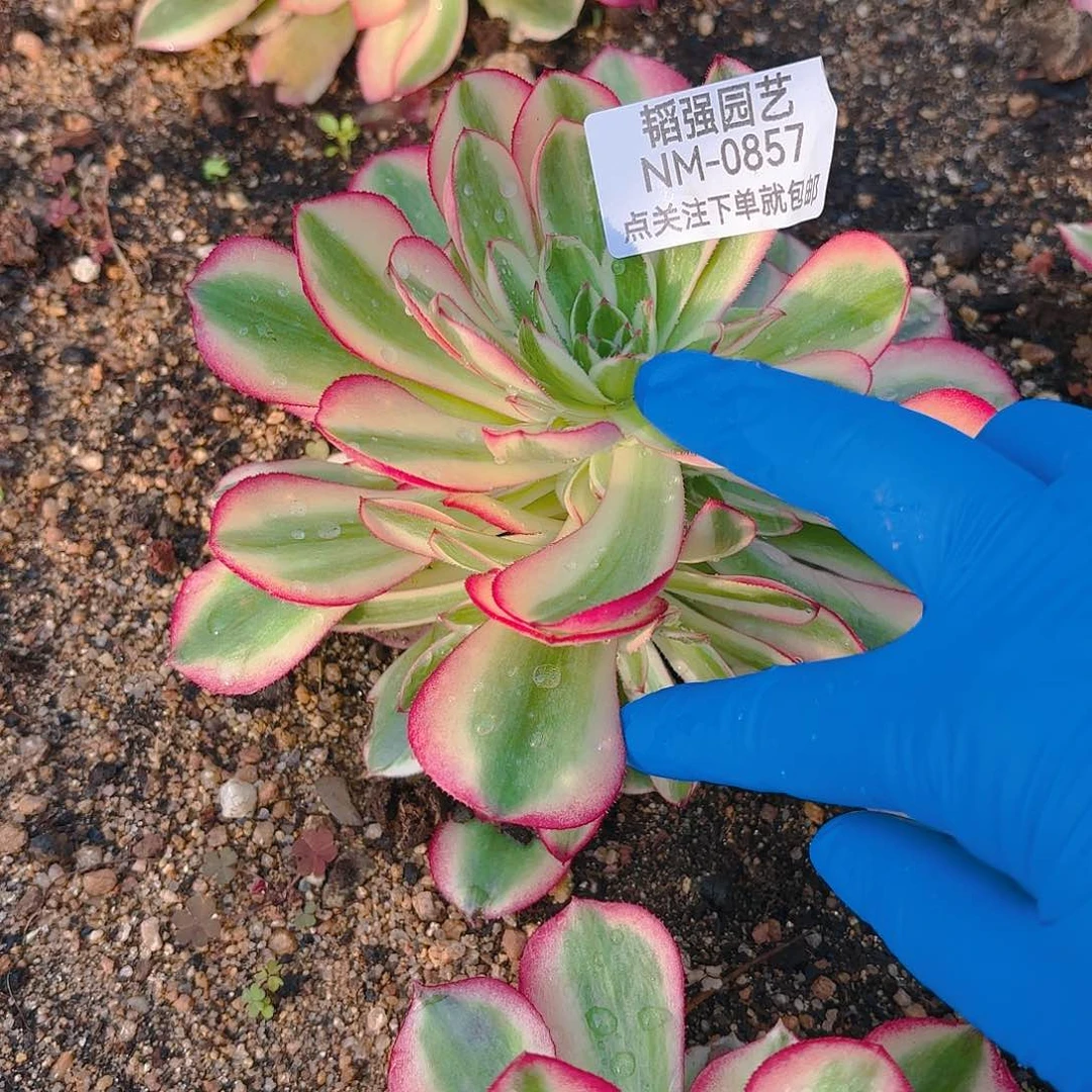 倾城多肉植物二号857