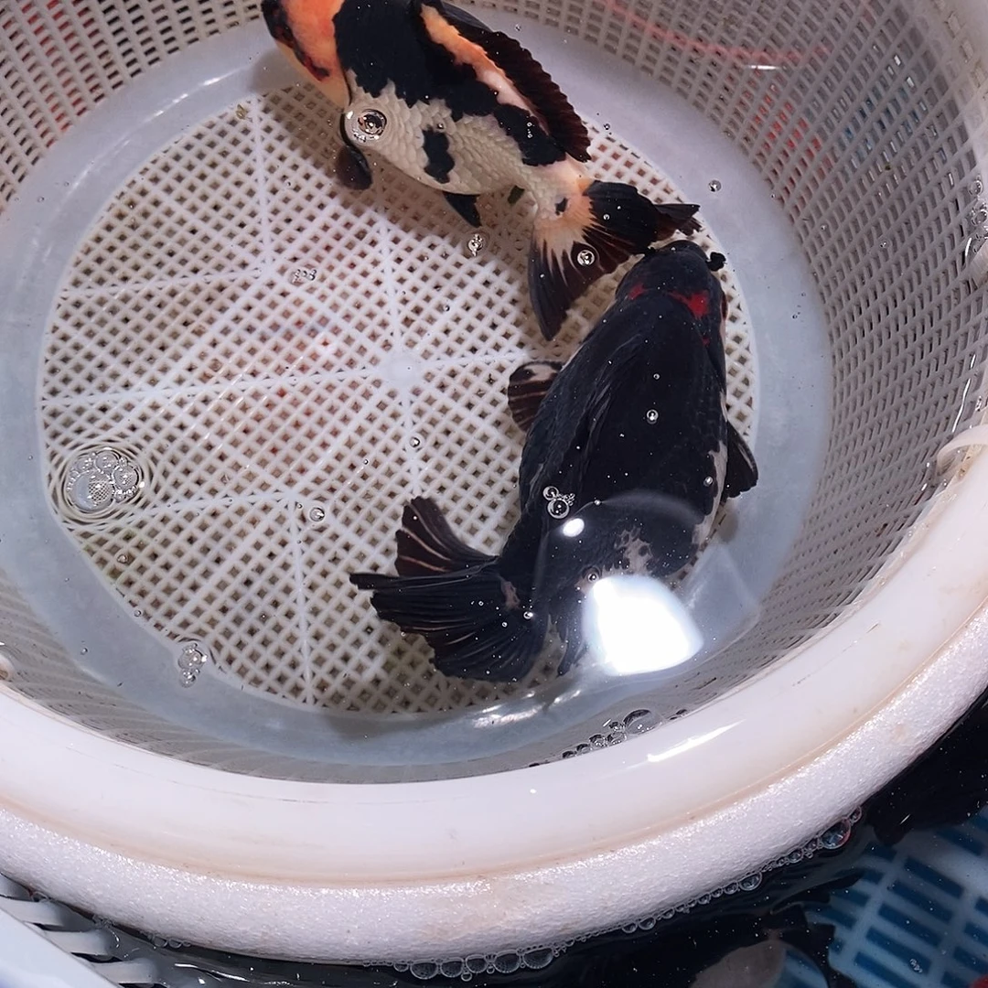 A***.海水鱼2条一个包裹