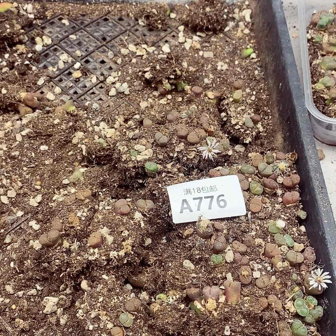 776龙卡咯哦哦快快乐乐