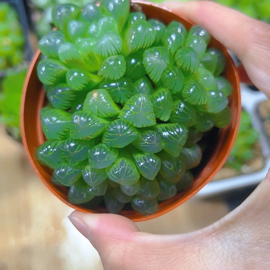 微***蓝5276玉露多肉植物一颗