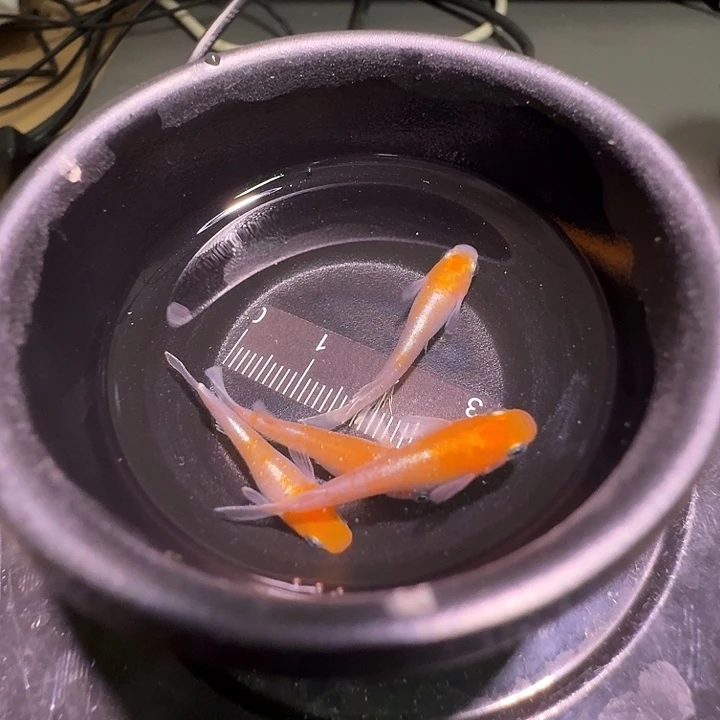 青鳉鱼一物一拍611