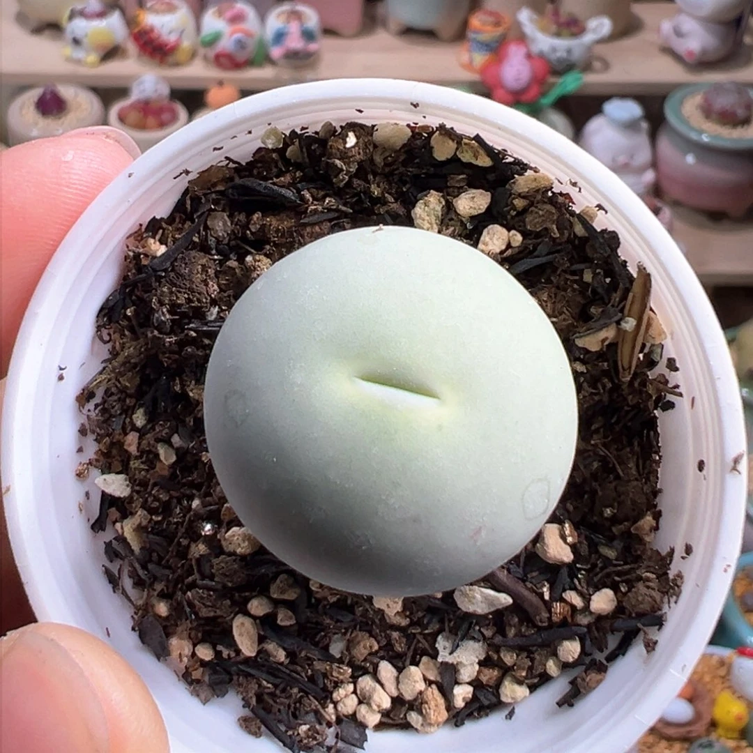 多肉植物196号鸽子蛋