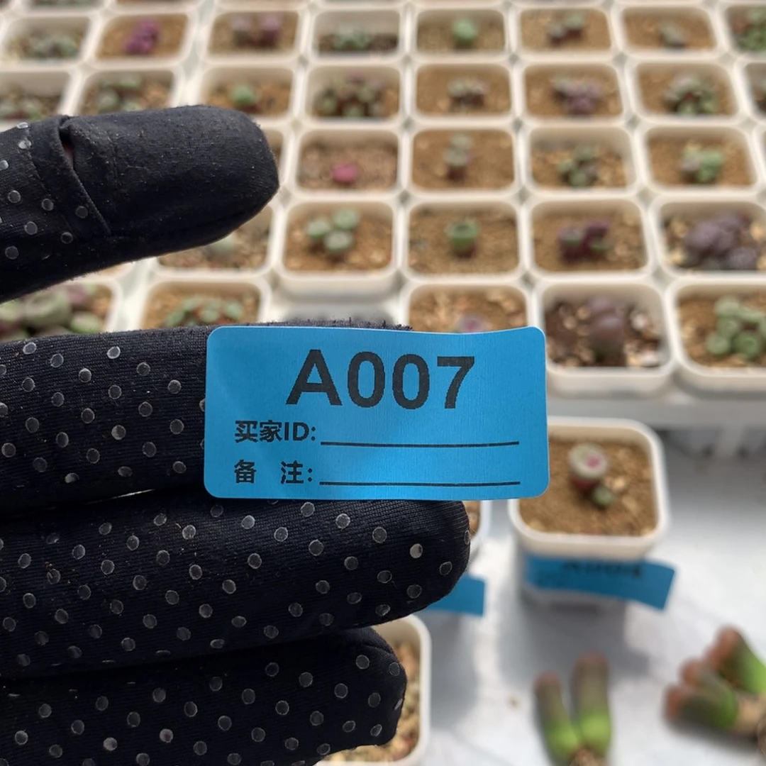 k****号a007专拍专拍专拍