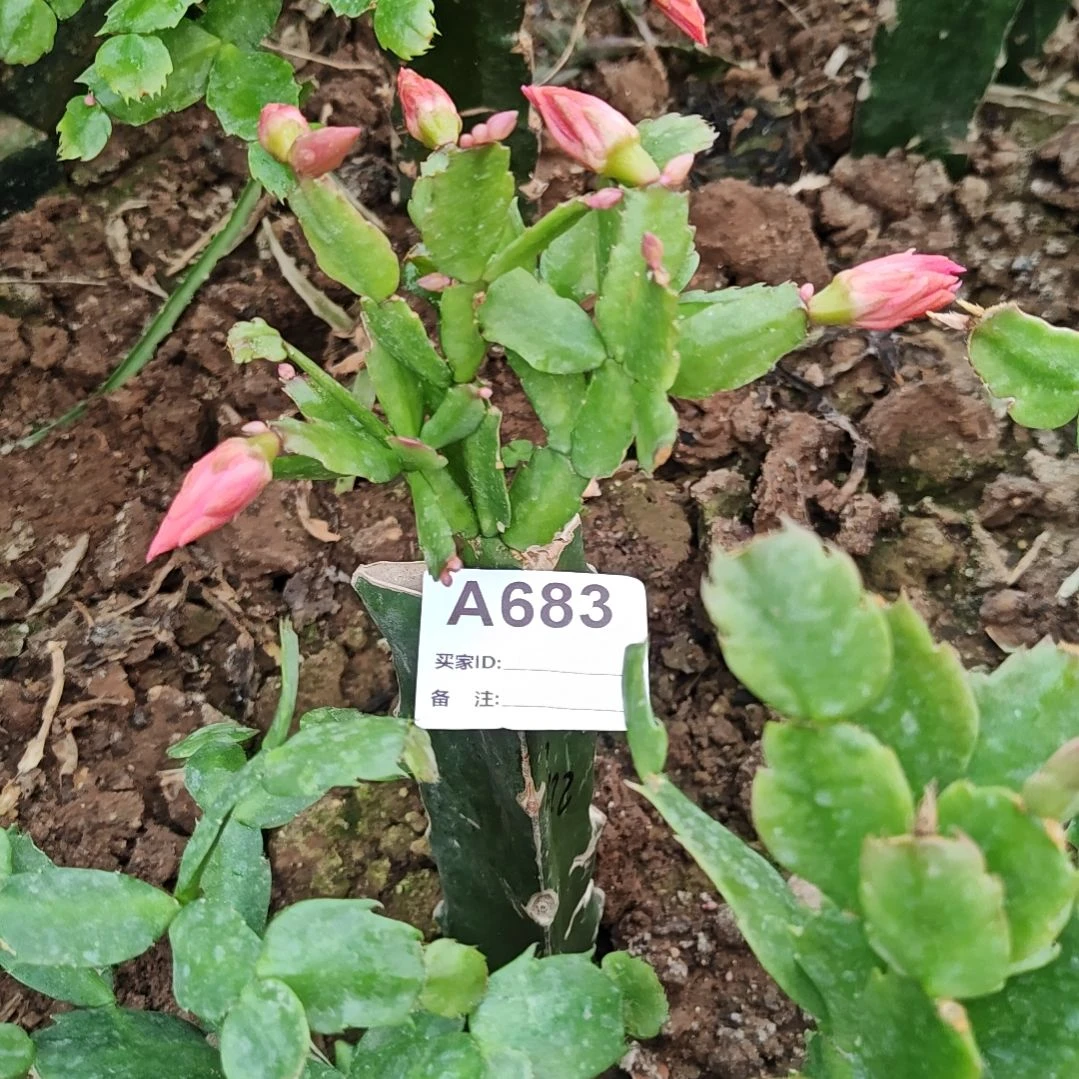 2228红重瓣脱土脱盆易掉芽苞683