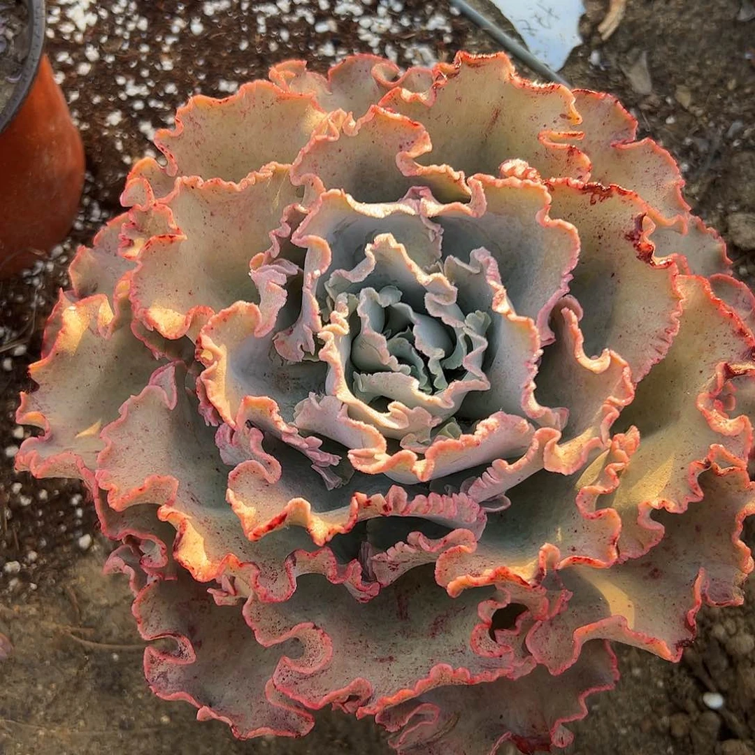 高沙尔诺我摸我小心翼翼