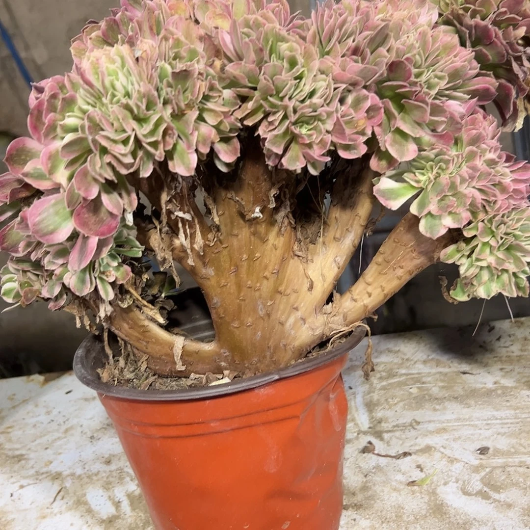 多肉植物粉女巫缀花313