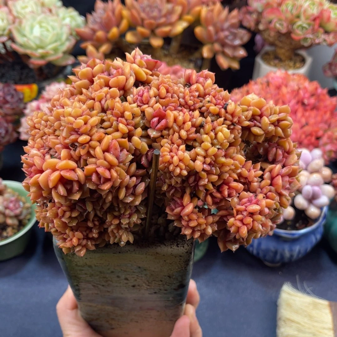 大红袍 十六公分