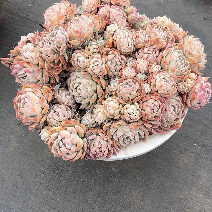 多肉植物，月影杂交