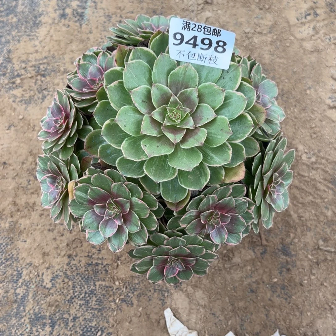 P 9498莲花座多肉，？ade