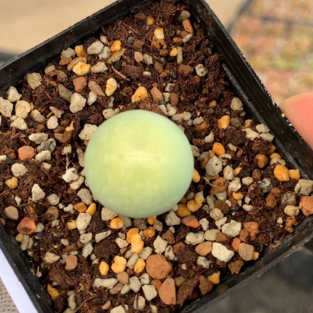 阿155鸽子蛋母本一颗