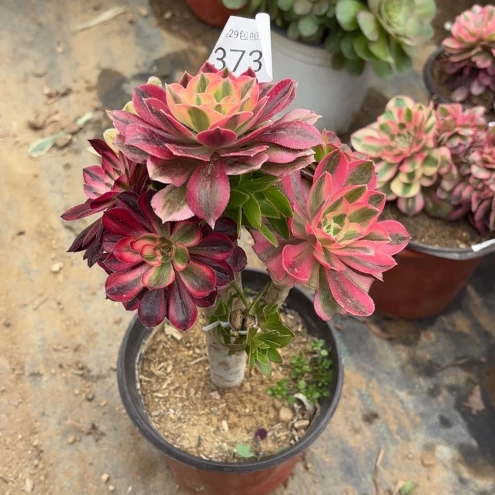 七彩树多肉法师3738