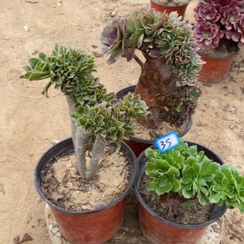 三颗法师缀一物一拍