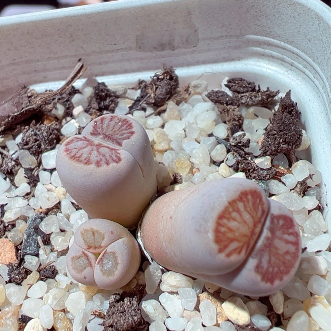 1218-698多肉多日菊菊