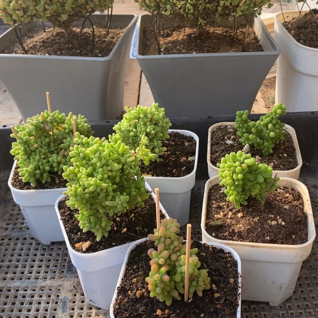 枝干番杏蜜桔糖球362