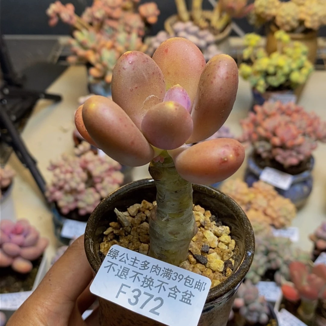 372金蟾多肉肉5cm