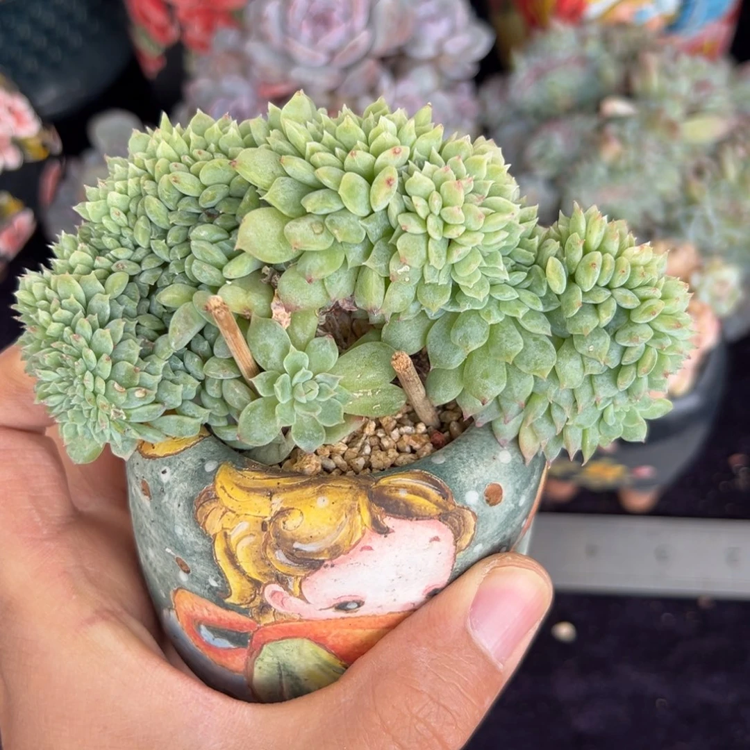 新年快乐 新年快乐