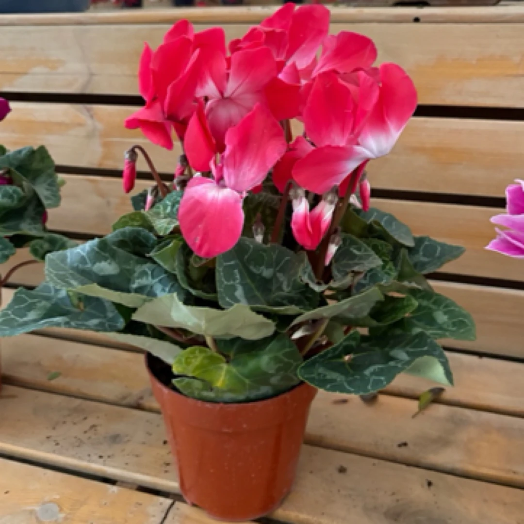 仙客来（兔耳花 花中仙子）