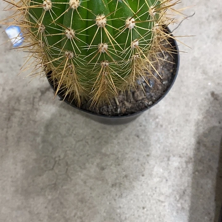 100毛花毛花3578899