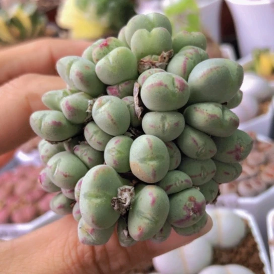 2551，大群如图一物一拍