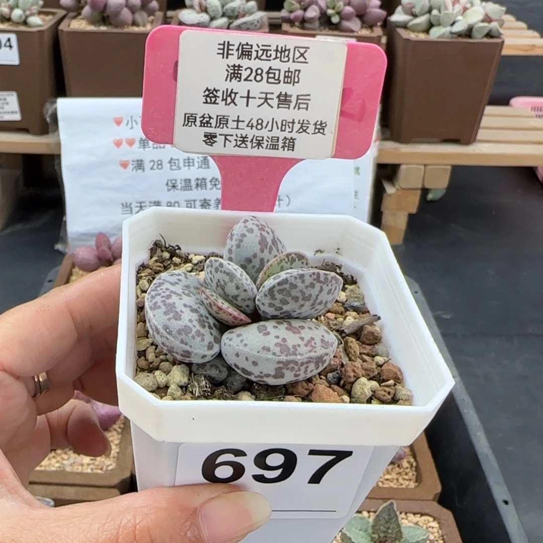 697花蛋多肉的植物