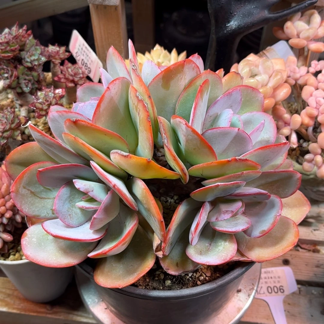 布鲁克林的蓝朵朵缀多肉植物duonvn