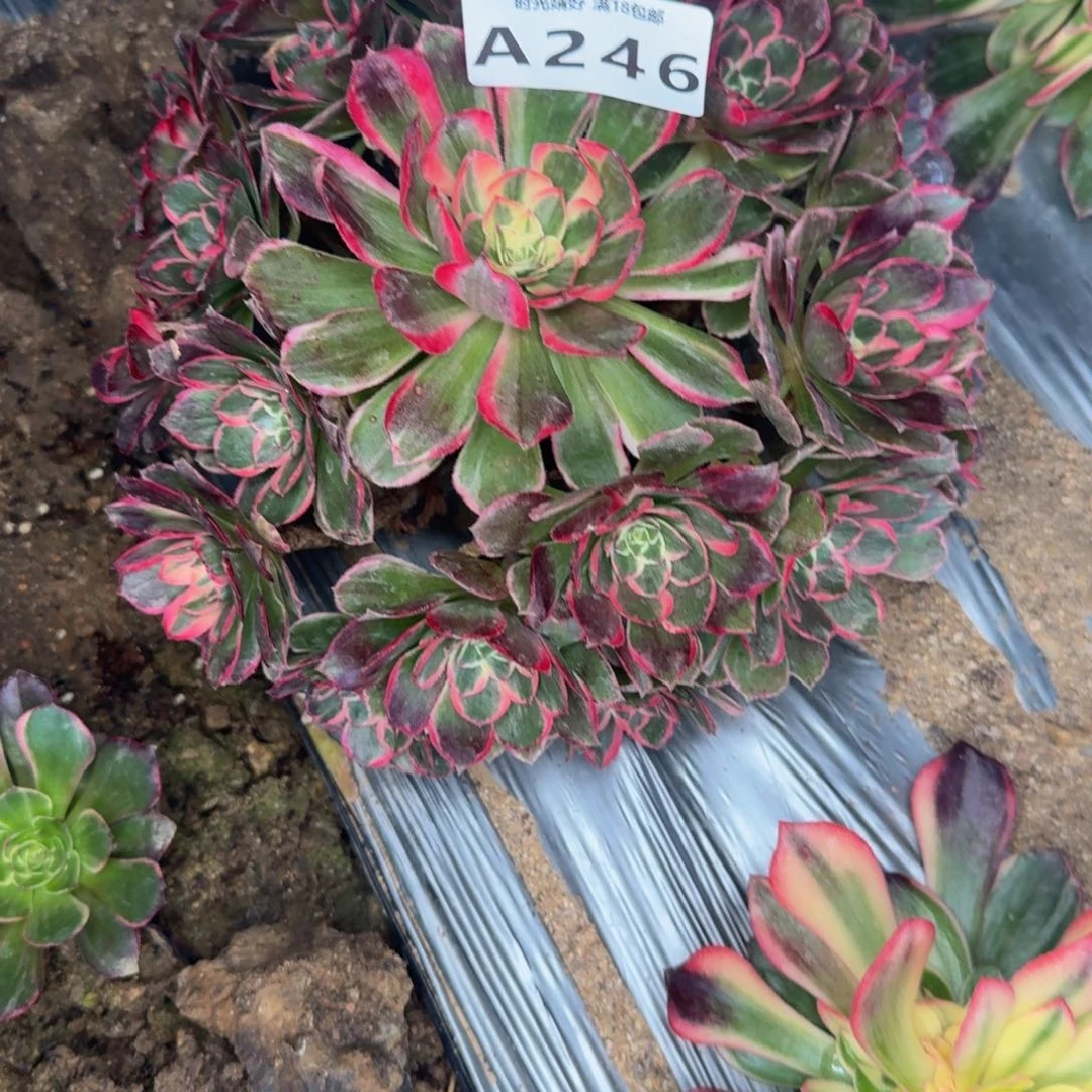 246高贵。多肉植物