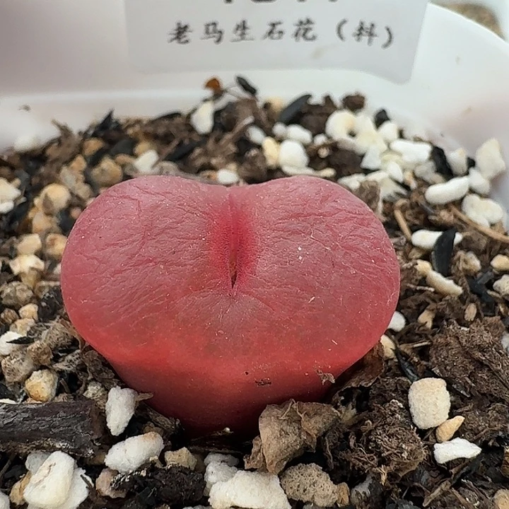 老马生石花2.1吕红1817