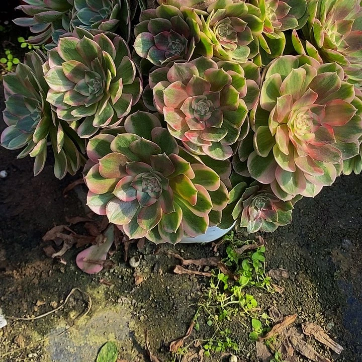 龙****多肉植物荔枝835多肉