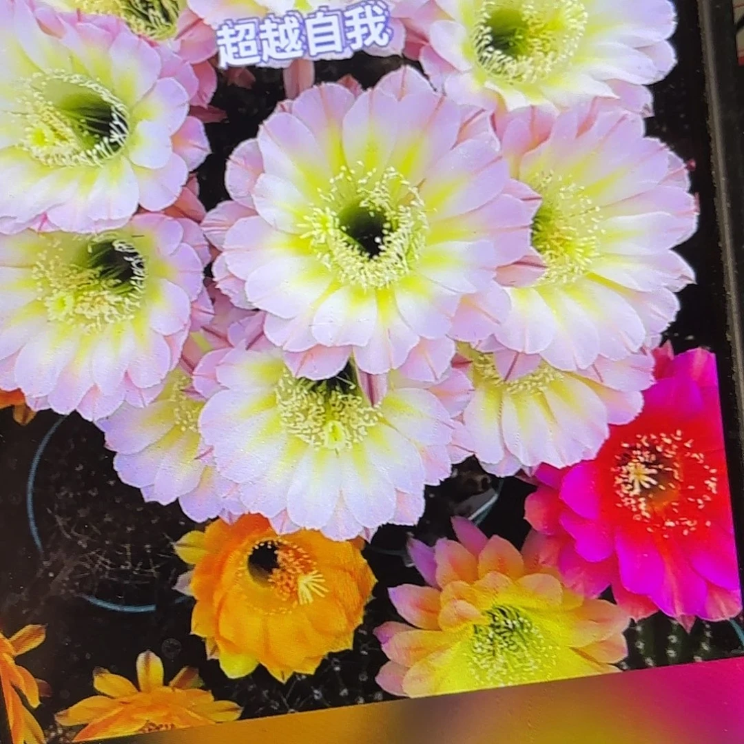 爱德华夫人彩侧牙20包邮仙人球21