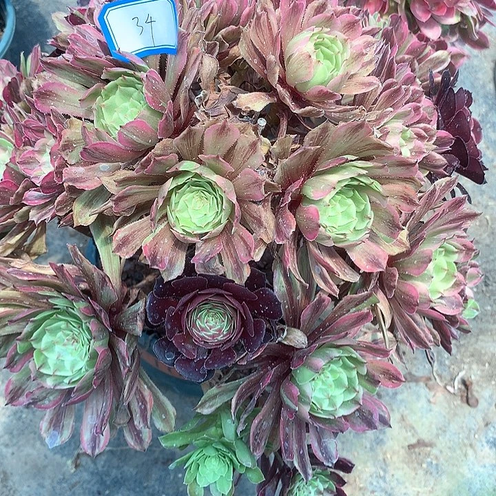 34花脸粉黛多肉植物