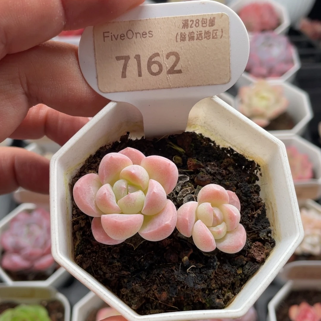 雪媚娘7162-5厘米