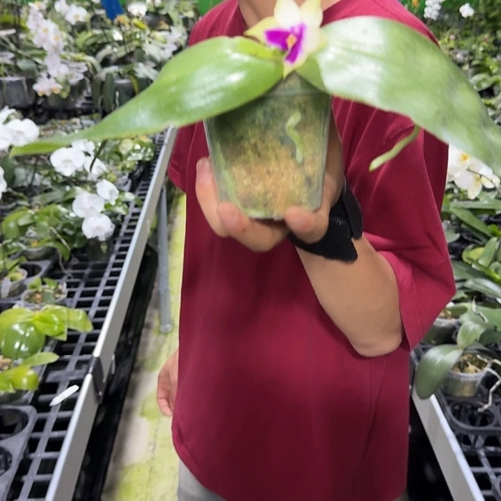 当前无花朵，栽培后可花朵贝莉娜葫芦娃 3寸苗株 叶瑕疵不售后