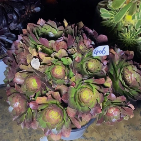 万圣节造型桩多肉406多肉不包断