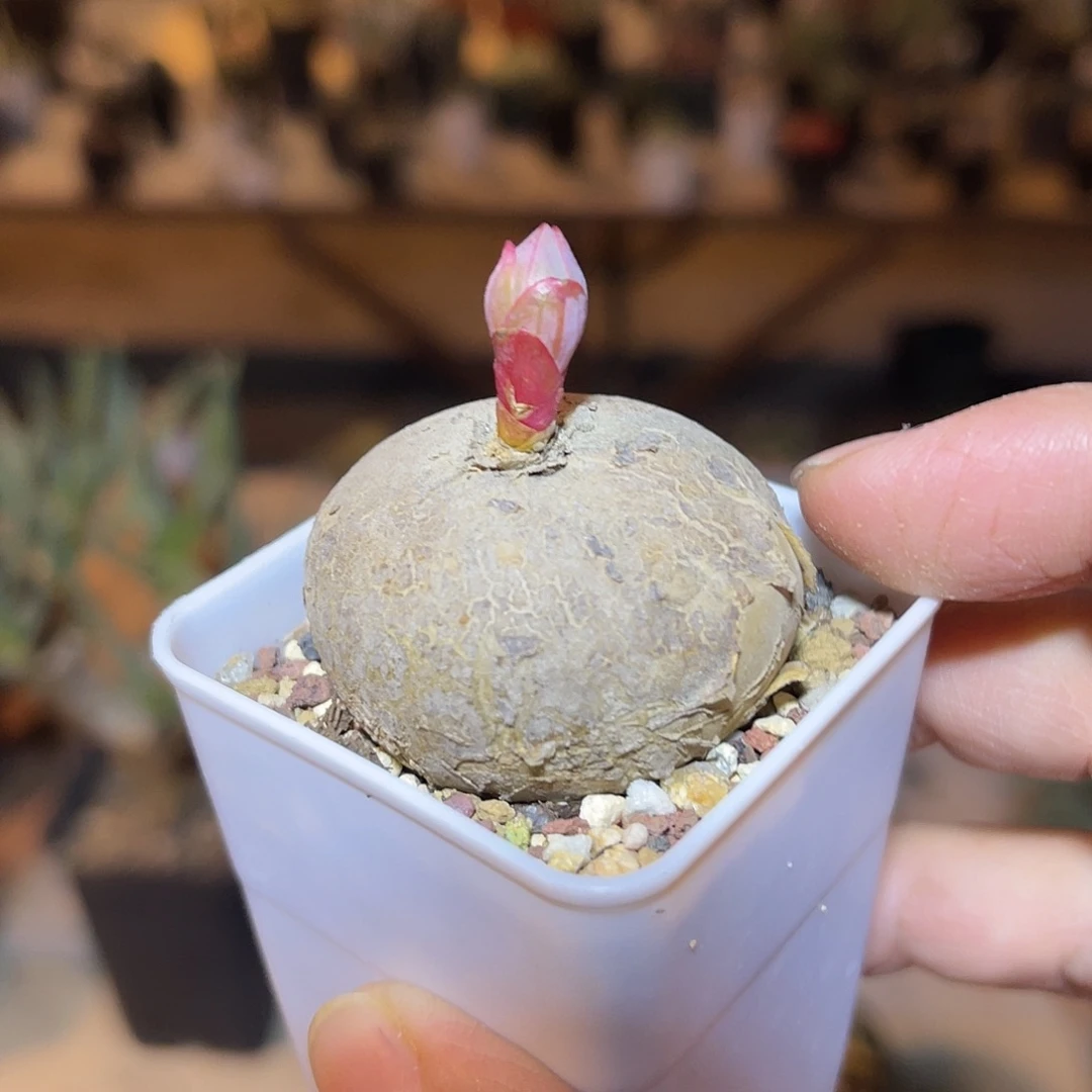 实生玫瑰大戟一物一拍