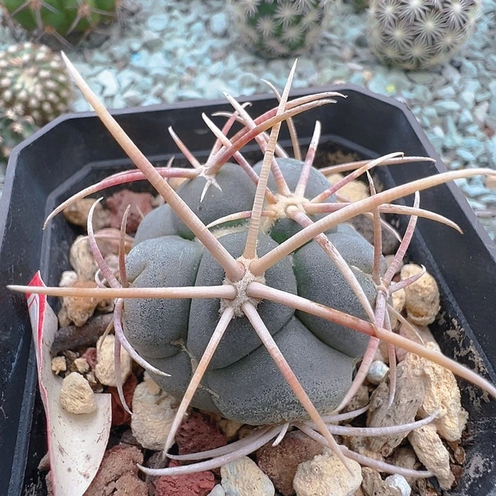 高木绯冠龙。实生。