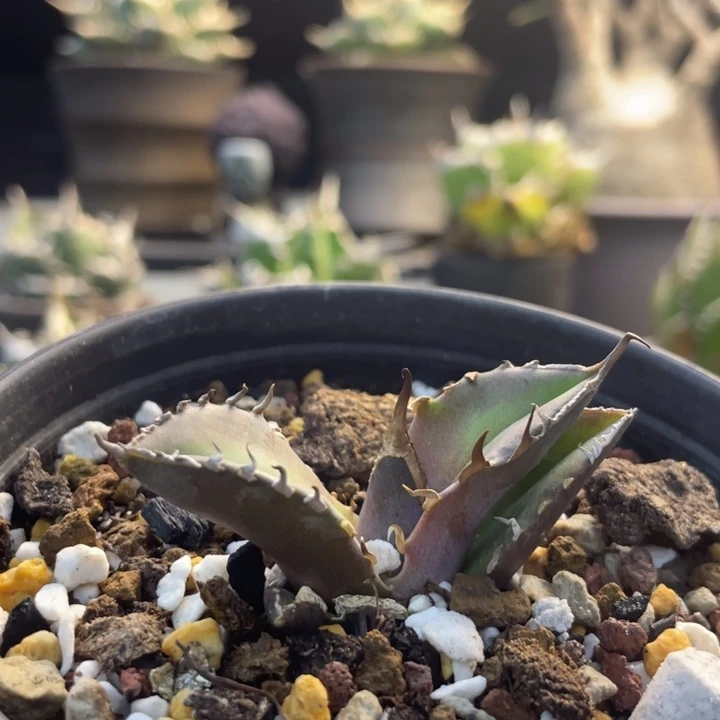 【闪购商品】章**啦白犀牛