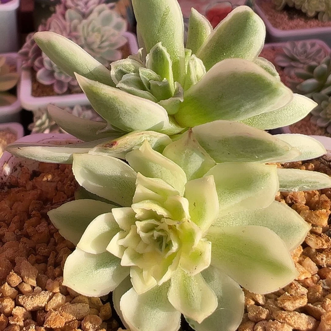 山地玫瑰锦秋夕1254号