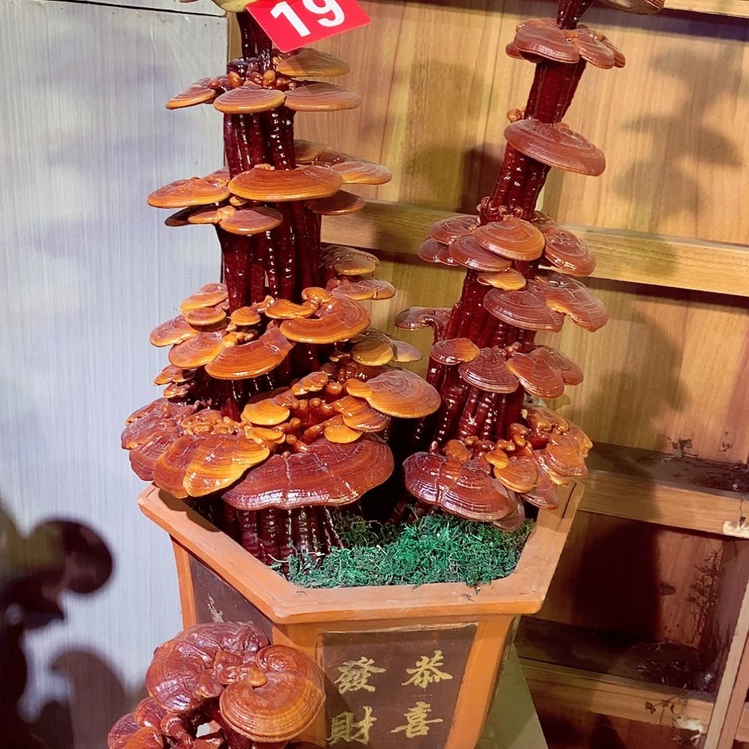 大***3无花朵发财树发财树发财树