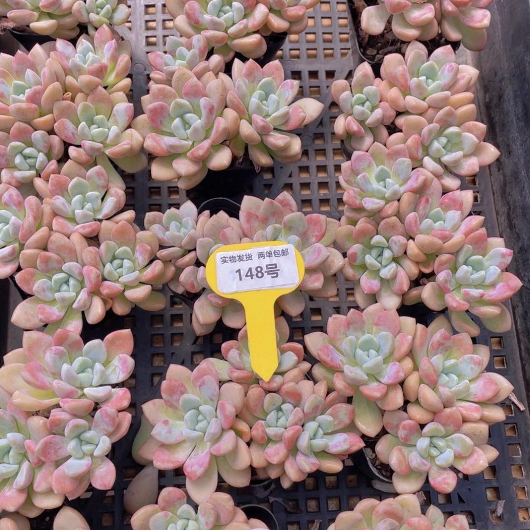 148号 白鹭花斑鹭老桩大群生一个