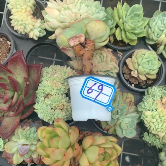 晶***羚一物一拍碧桃多肉69