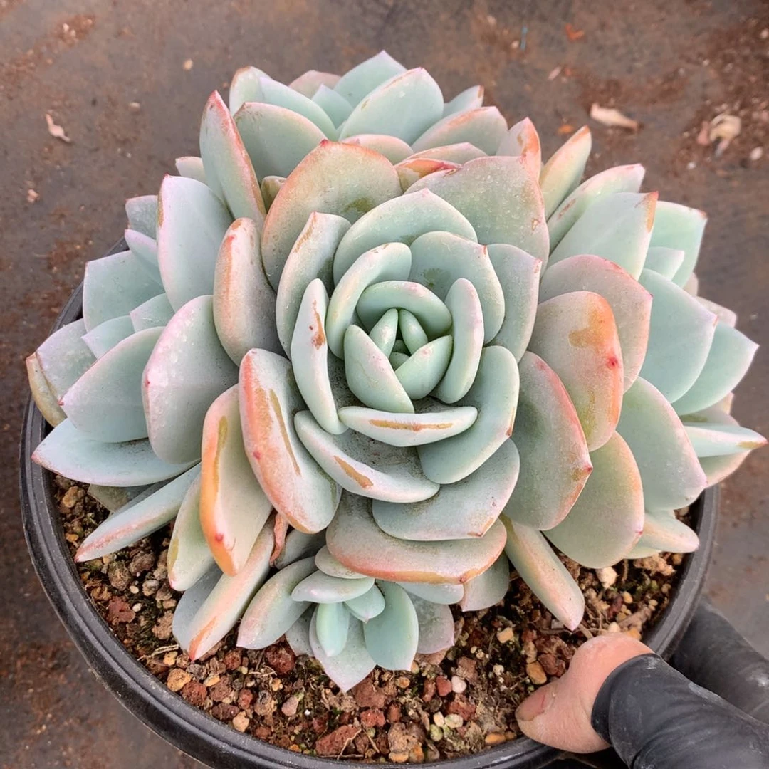 韩版奶茶0000000000 0