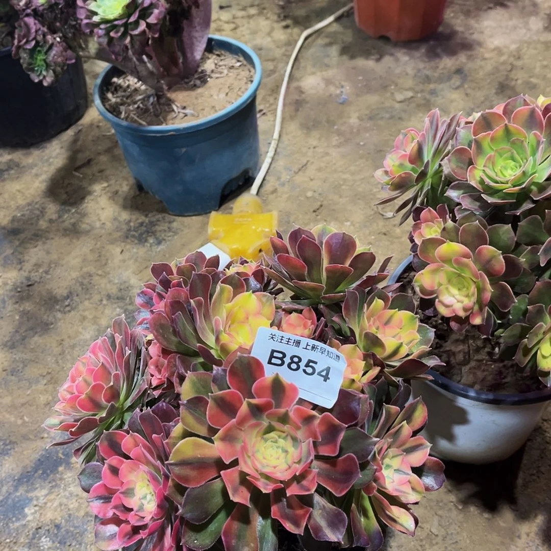 用****5多肉854红秀法师