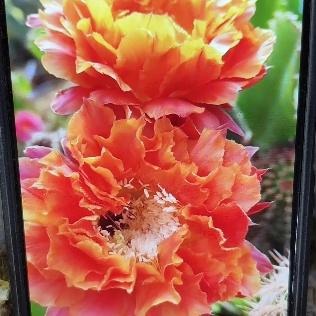 千层淑彩侧牙20包邮包23