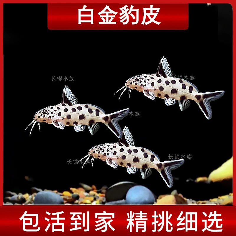 白金豹皮鱼倒吊猫底栖鱼南美清洁鱼热带鱼观赏活体鱼精选发货