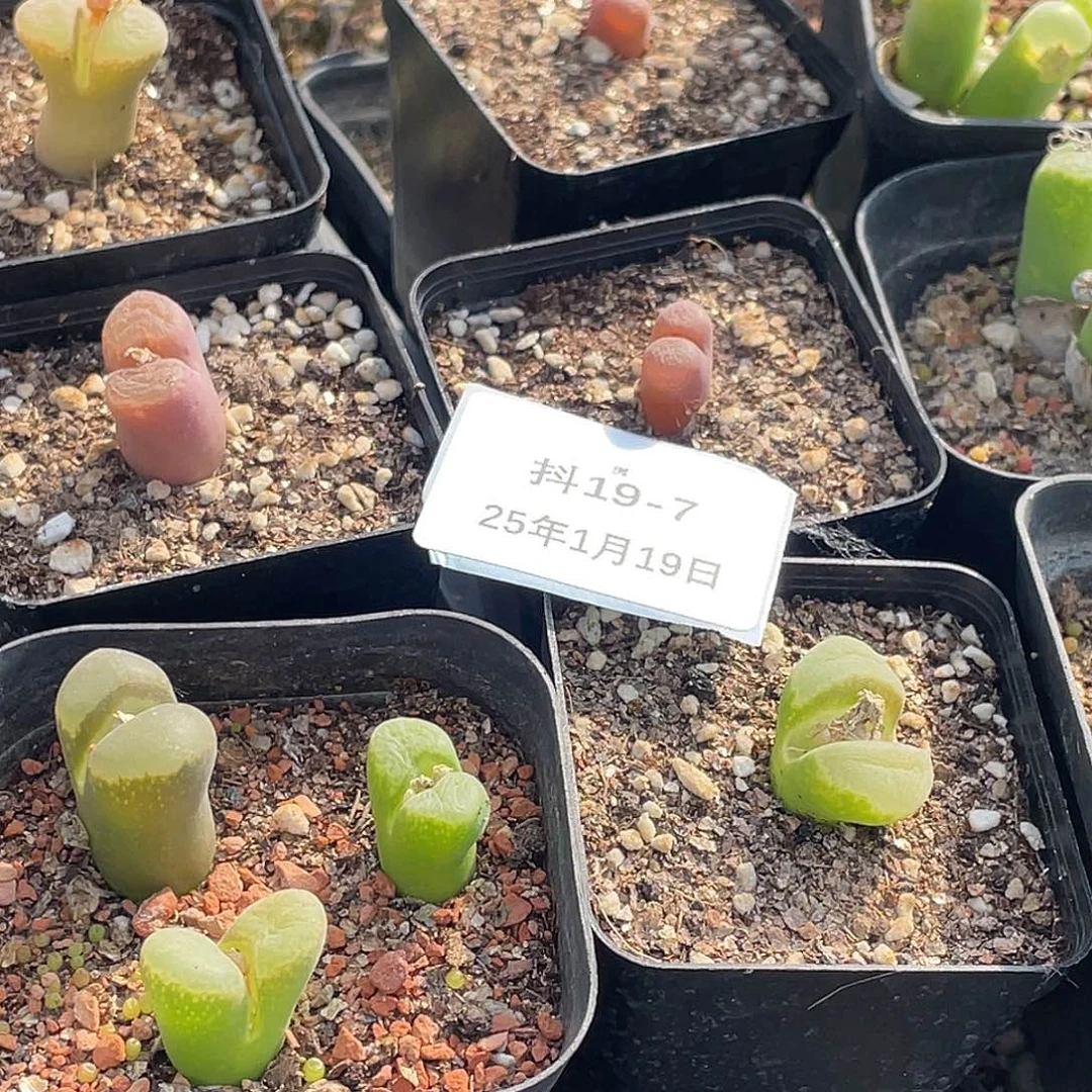 薄****19-7肉锥多肉植物